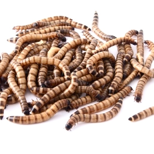 Moriowormen per kg.